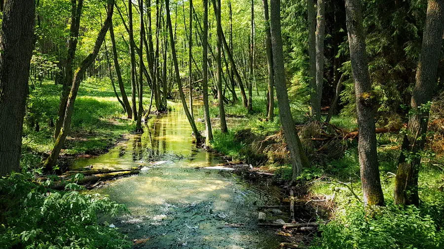 Odcinek Strugi Siedmiu Jezior