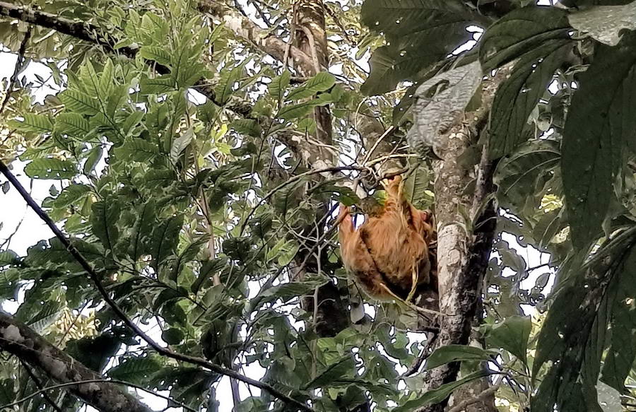 Ukryty wśród gęstych liści śliczny leniwiec