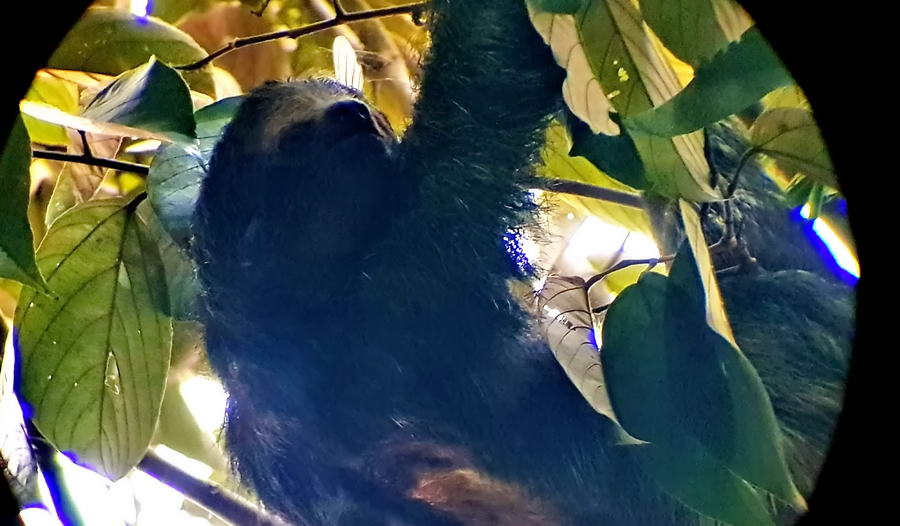 Leniwce najwygodniej oglądać przez bardzo silne lunety