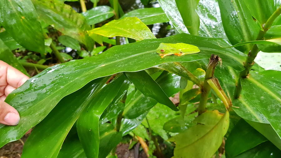  Żaba z kostarykańskiej dżungli