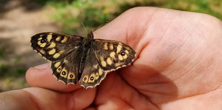 Motyl napotkany w Borach Tucholskich
