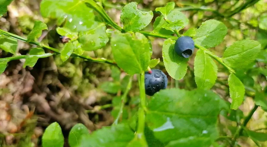 Jagody w Borach Tucholskich to jeden z pyszniejszych widoków.