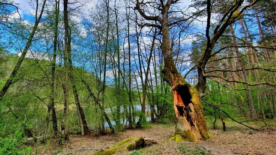 Wiekowy Dąb Bartuś-niemy świadek historii parku