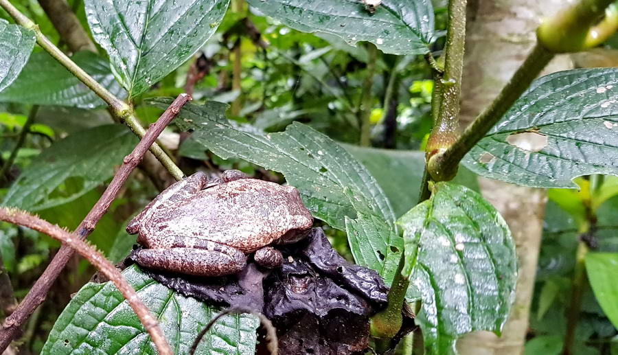 Ropucha z lasów w okolicach Rio Celeste.