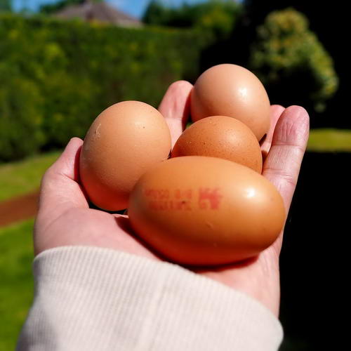 Składniki na omlet - Jajka
