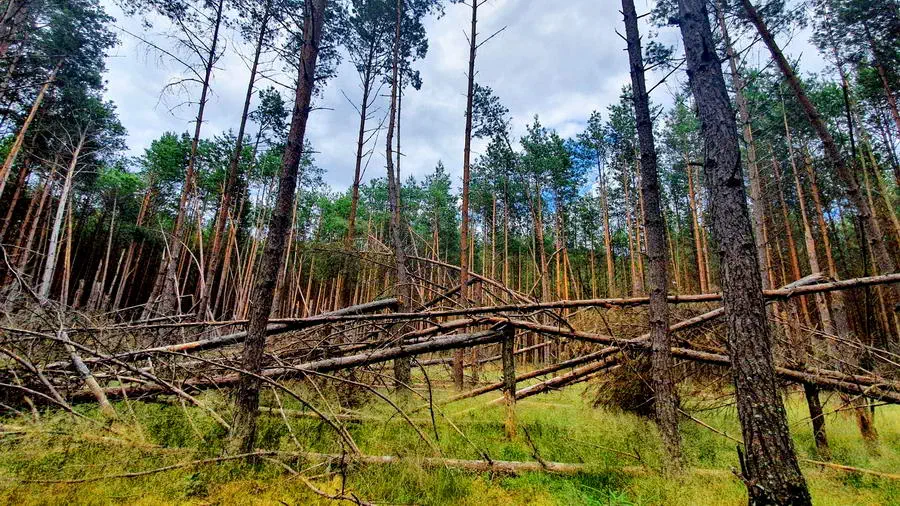 Burza i zniszczenia, jakie wyrządziła w lesie.