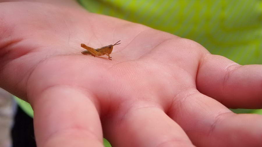 Wydma Czołpińska w Słowińskim Parku Narodowym