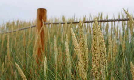Wydma Czołpińska, latarnia morska i muzeum przepis na udany dzień