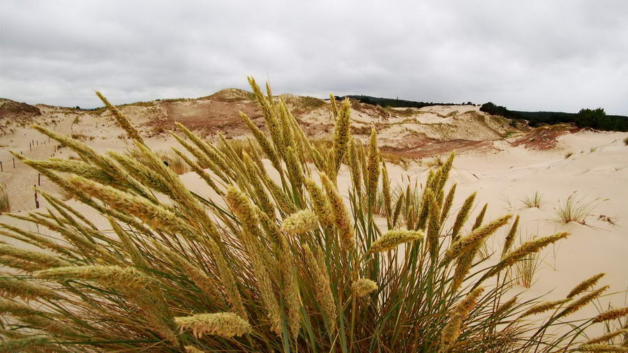 Wydma Czołpińska w całej okazałości