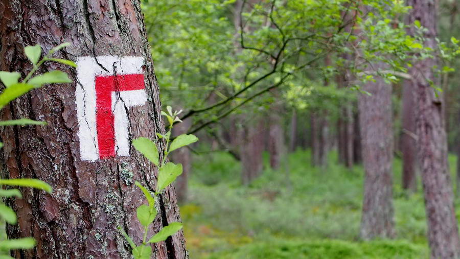 Jeden ze szlaków przez wydmę Czołpińską w Słowińskim Parku Narodowym.