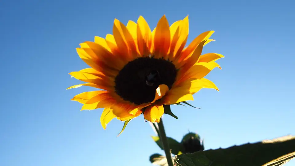 Słoneczniki przy zachodzie słońca