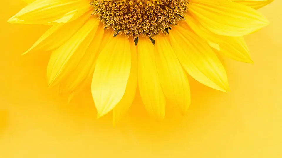 Słoneczniki. Kwiat słonecznika