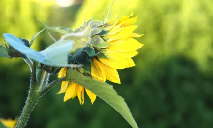 Słoneczniki zastosowanie, informacje oraz ciekawostki