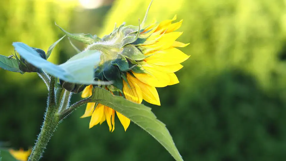 Słoneczniki zastosowanie, informacje oraz ciekawostki