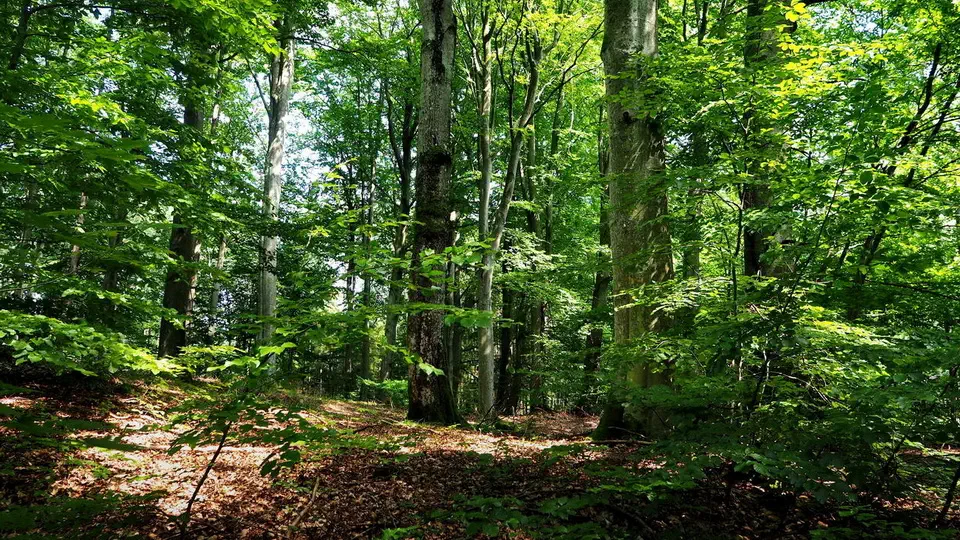 Wieżyca na Kaszubach. Las i leśne szlaki piesze.