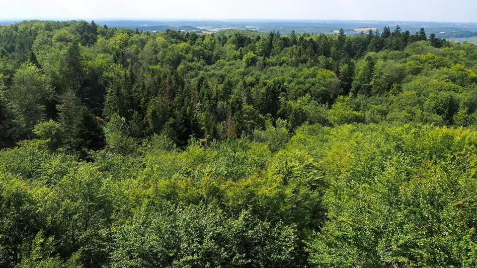 Wieżyca na Kaszubach. Las i leśne szlaki piesze.