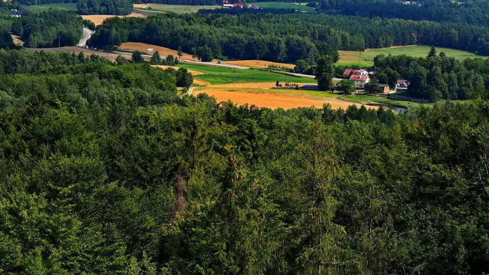 Wieżyca na Kaszubach. Las i leśne szlaki piesze.