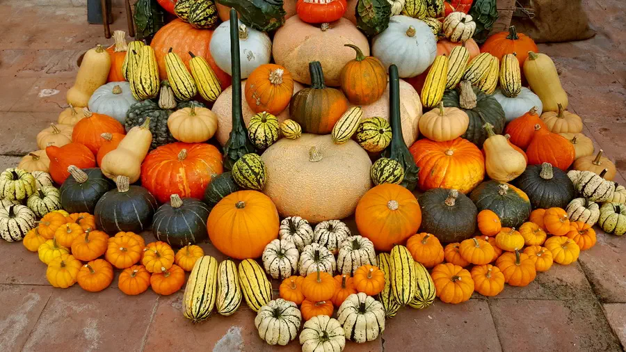 Dynie to nieodłączny atrybut święta Halloween