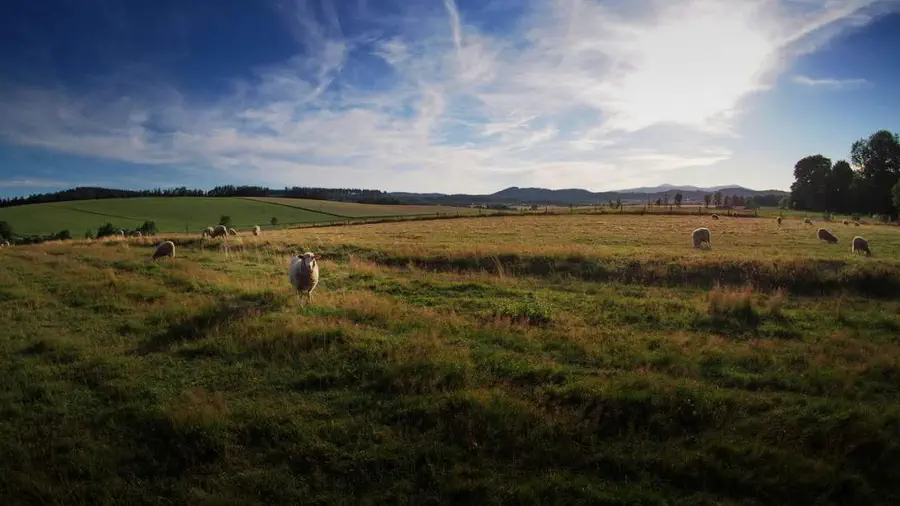 Rezerwat Skały Krasnoludków w Gorzeszowie. Pola i łąki wraz z owcami.