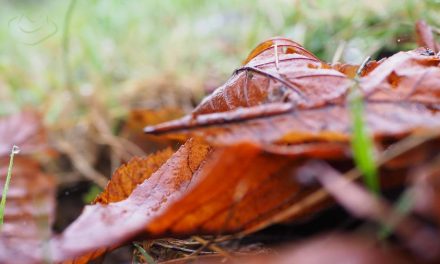Jesień nostalgiczna pora roku informacje i ciekawostki o jesieni