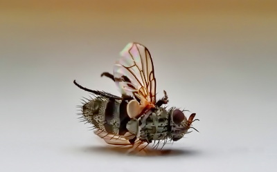 Mucha w makrofotografii