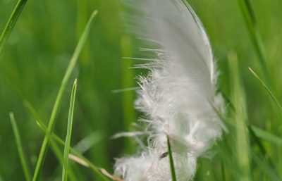Pióro w trafie makrofotografia