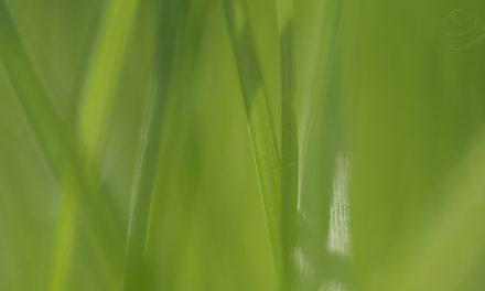 Makrofotografia i przyroda w powiększeniu niewidzialny świat