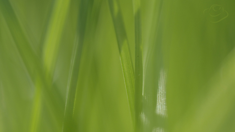 Makrofotografia i przyroda w powiększeniu niewidzialny świat