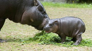 Hipopotam Karłowaty
