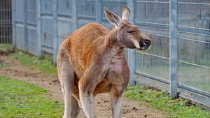 Kangur Rudy z Canpol ZOO w Człuchowie