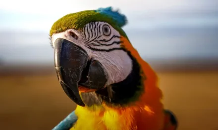 Papuga Ara kolorowa piękność z Ameryki Południowej informacje i ciekawostki