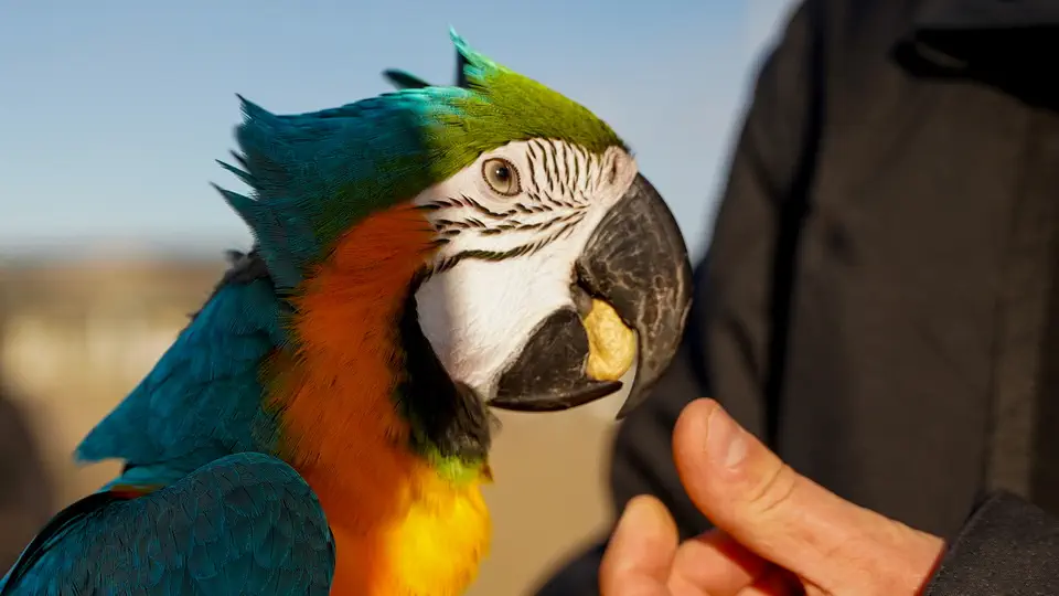 Kolorowa papuga Ara z orzechem w dziobie