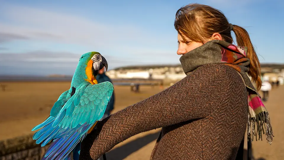 Kolorowa papuga Ara z Westo Super Mare oraz Magdalena Kiżewska