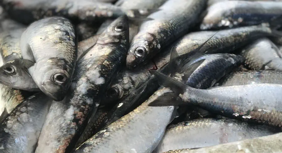 Śledzie przechowywane w soli