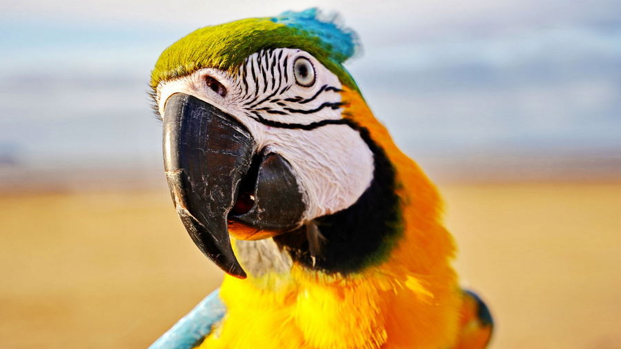 Papuga Ara kolorowa piękność z Ameryki Południowej informacje i ciekawostki