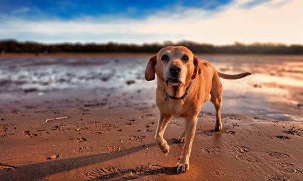 Psy informacje i ciekawostki o psach wiernych towarzyszach człowieka