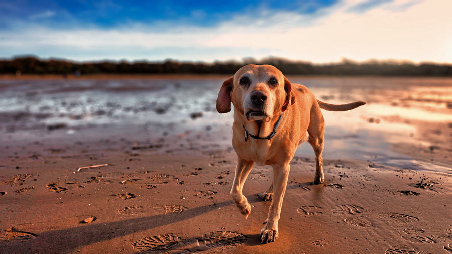 Psy informacje i ciekawostki o psach wiernych towarzyszach człowieka