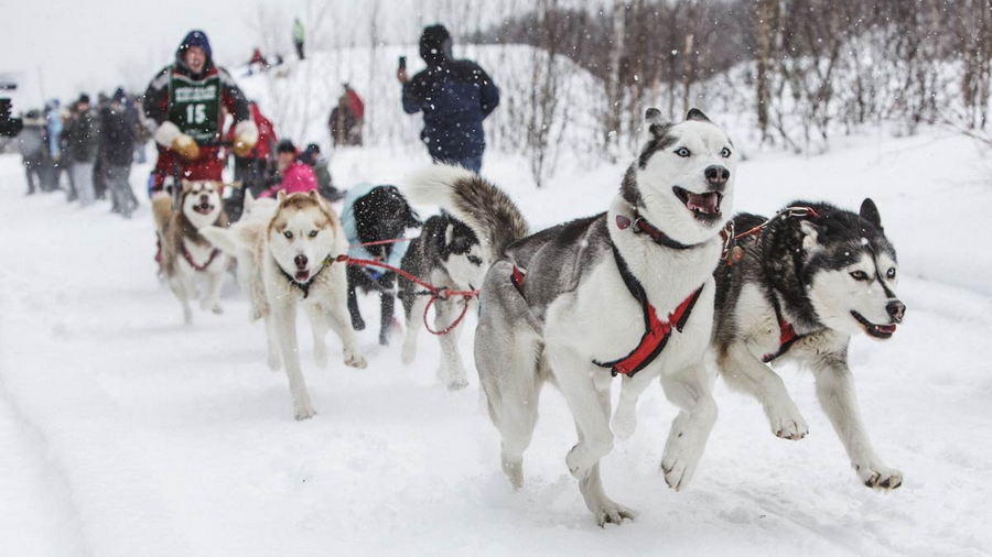 Wyścig psich zaprzęgów na północy