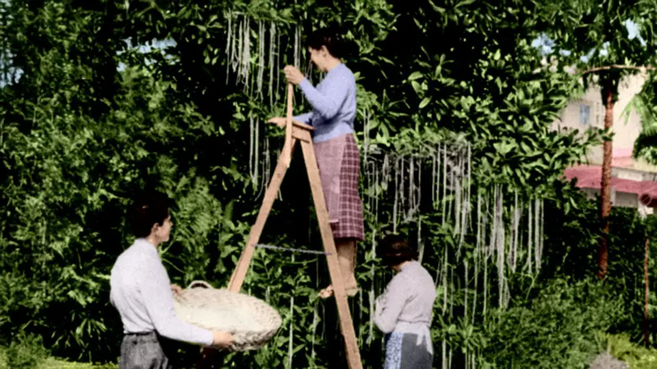 Spaghetti rosnące na drzewie w Szwajcarii