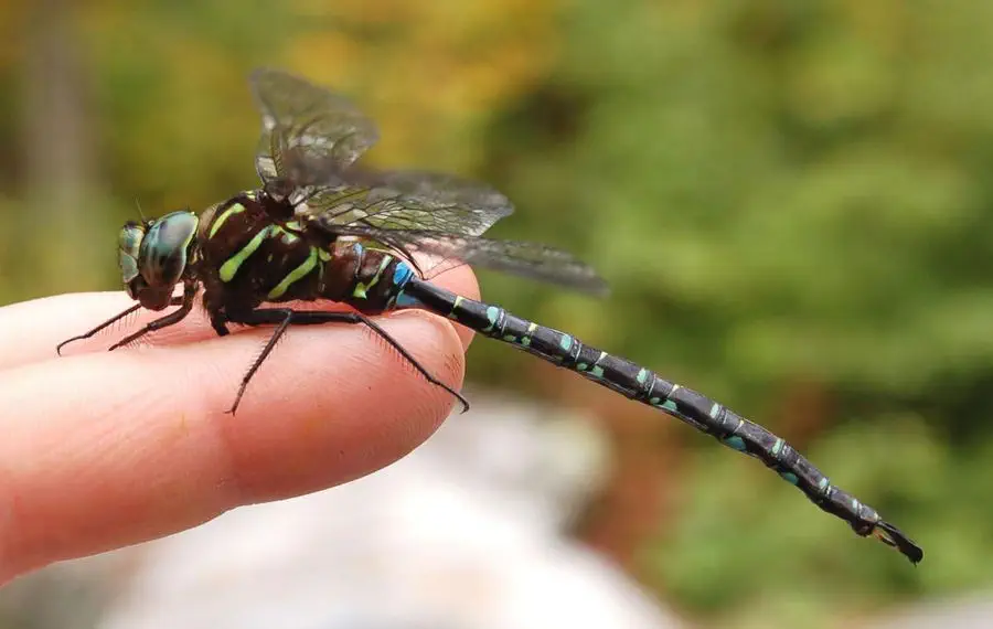 Ważka która przysiadła na dłoni