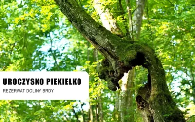 Uroczysko Piekiełko atrakcje Borów Tucholskich