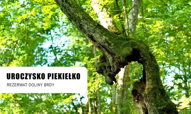 Uroczysko Piekiełko atrakcje Borów Tucholskich