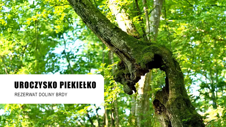 Uroczysko Piekiełko atrakcje Borów Tucholskich