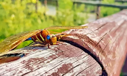 Ciekawostki o ważkach oraz informacje i fakty