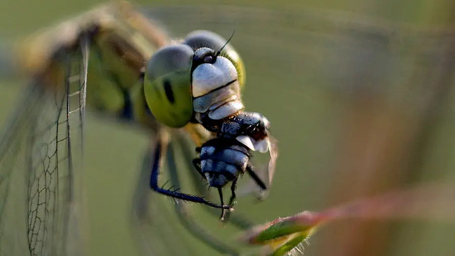 Ważka podczas polowania