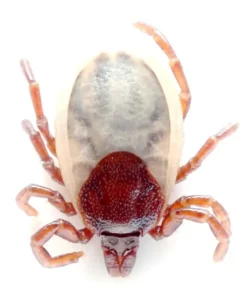 Kleszcz w powiększeniu. 