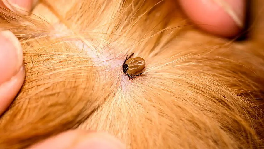 Ochrona przed kleszczami.