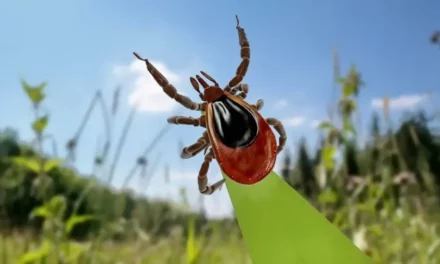Kleszcze jak się chronić i co warto o nich wiedzieć