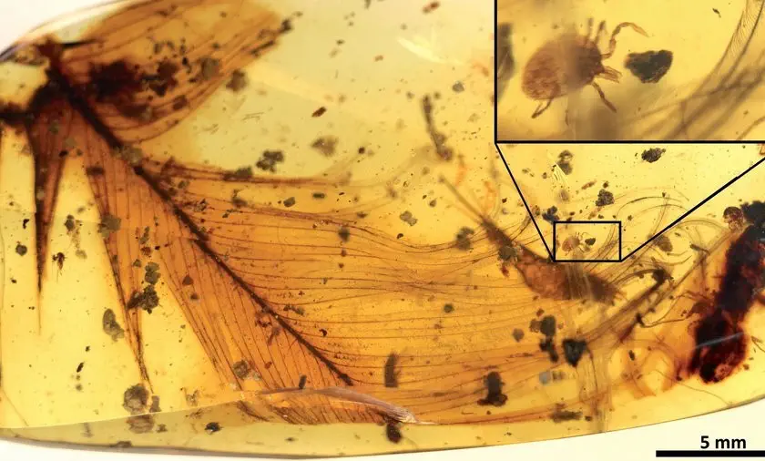 Bursztyn z zatopionymi w nim organizmami.
