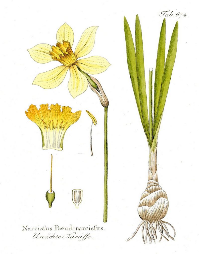 Żonkile i narcyzy. Narcyz budowa kwiatu
